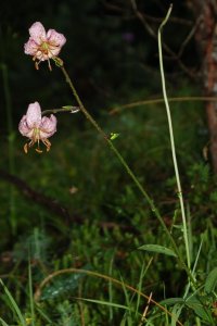 Martagon Lily lilium martagon